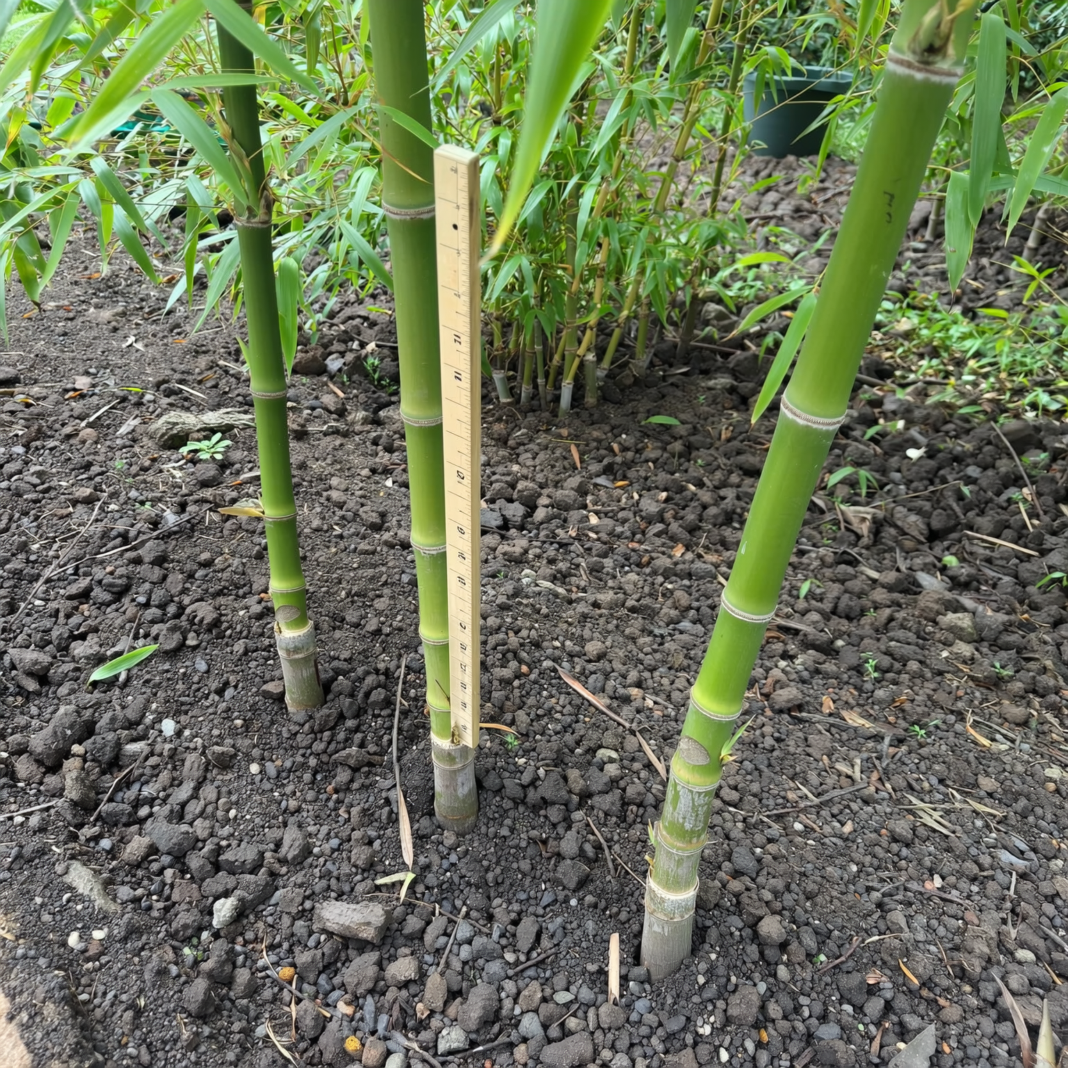 TreeFree Filler | Bamboo Toilet Paper